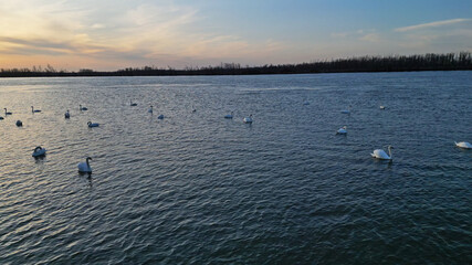 Flock of white swans swimming on the Danube river © Kokhanchikov