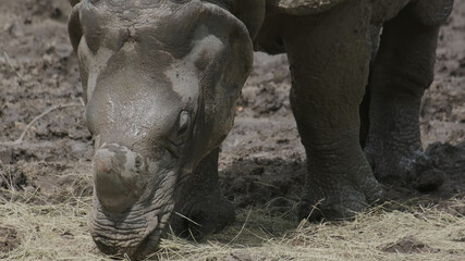 White Rhinoceros eating grass © Kokhanchikov