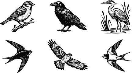 Obraz premium Set of hand drawn birds in vintage engraving style