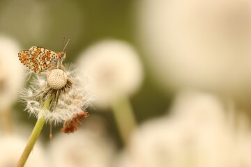 una farfalla melitaea phoebe su un fiore di dente di leone © Simona