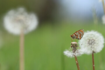 una farfalla melitaea didyma al tramonto in estate © Simona