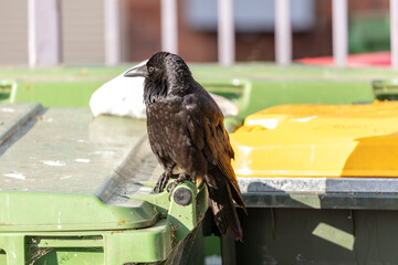 Obraz premium Photograph of an Australian Raven black bird standing on the lid of a large rubbish bin in a carpark in the Western Sydney town of Penrith in New South Wales, Australia