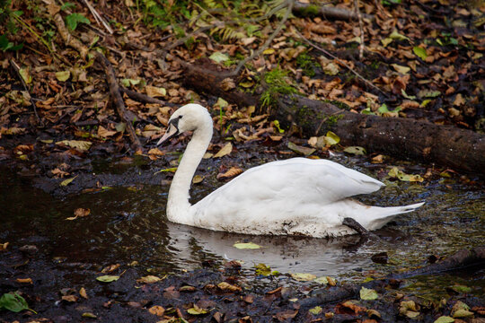 A white swan swims in a pond on a bright sunny day. Animals, birds, ornithology, ecology.
