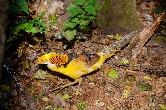 Golden lemon pheasant walks on the ground in the forest on a bright sunny day. Animals, birds, ornithology, ecology.