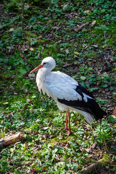 A white stork stands on the ground in the forest on a bright sunny day. Animals, birds, ornithology, ecology.