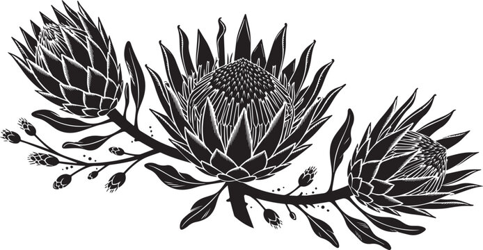 Vintage style black and white illustration of blooming king protea flowers with floral design botanical art flower drawing vector graphic exotic flowers