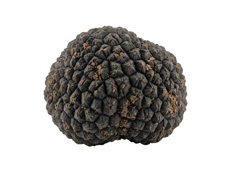 Close-up of a textured black volcanic pumice stone with porous surface.