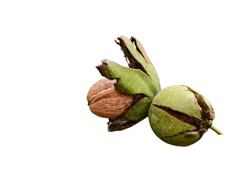 Macro close up of fresh organic walnuts ripening inside green husk shell splitting open to reveal brown textured nut inside. 