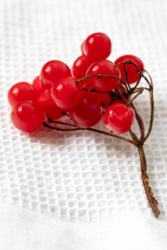 Fresh Red Viburnum Berries on White Fabric, Close