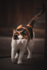 portrait of a cat © Elena
