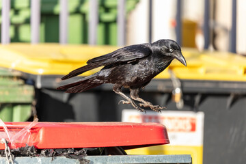Obraz premium Photograph of an Australian Raven black bird jumping off the lid of a large rubbish bin in a carpark in the Western Sydney town of Penrith in New South Wales, Australia