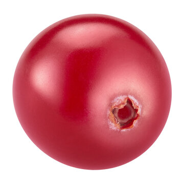 Fresh ripe single cranberry whole berry. Organic cranberry macro studio photo with clipping path. As design element