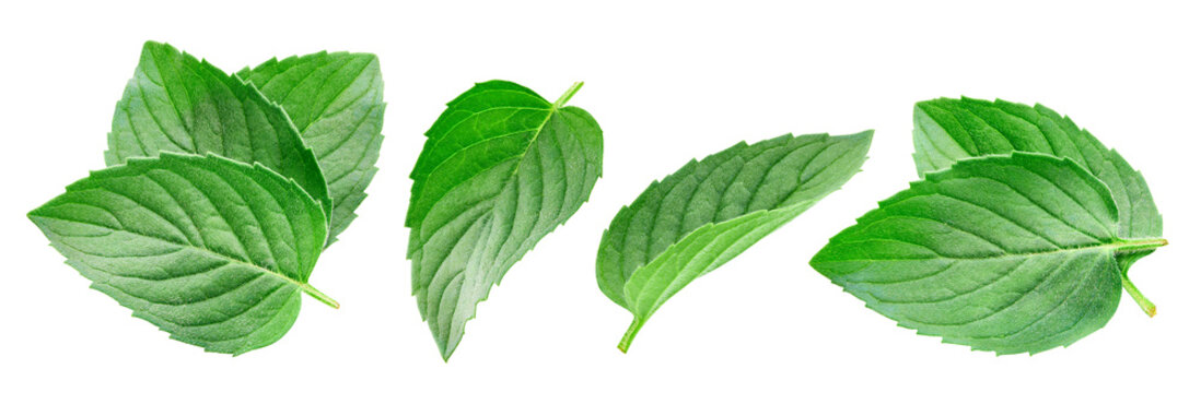 Organic mint leaves set close up. Mint leaf isolated on white background with clipping path