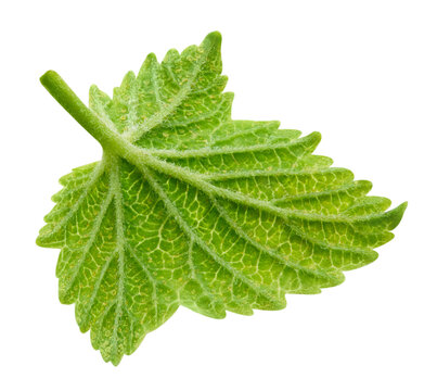 Fresh currant bush leaves isolated on white background. Green foliage for packaging design with clipping path. Full depth of field