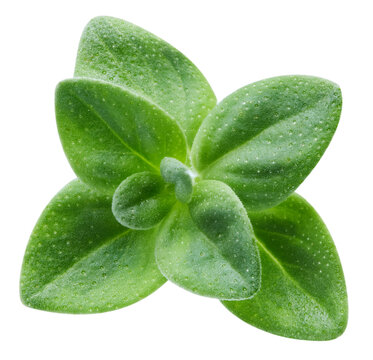 Organic thyme spice isolated on white background close up. Fresh green aromatic herb detailed macro photo with clipping path. Professional food photography