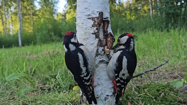 An adult great spotted woodpecker is feeding a chick peanuts on a tree trunk against a natural backdrop