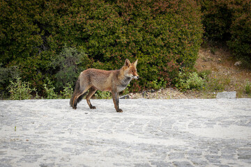 Fototapeta premium Curious fox in natural habitat