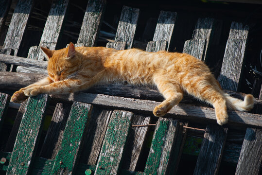 A ginger, tailed beast. A cat in all his glory. A ginger tomcat sitting on a fence. A rural stray cat. A ginger robber. Spring, cat time.
