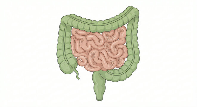 Anatomical illustration of the human digestive system showing large and small intestines clearly