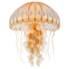 A detailed view of a Chrysaora fuscescens jellyfish floating against a clean white background © Ophelia