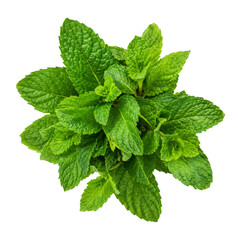 Fresh green mint leaves bunch isolated on a white background for culinary and herbal use © Ophelia