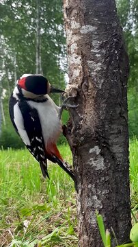 The great spotted woodpecker, Dendrocopos major, is pecking at a peanut on a tree trunk in the wild