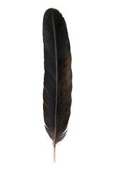 Fototapeta premium Single black bird feather isolated on a clean white background for creative design projects