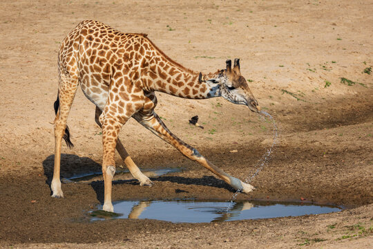 Giraffe drinking water in South Luangwa national park Zambia