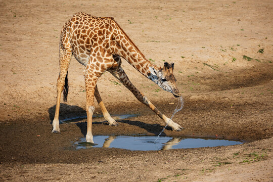 Giraffe drinking water in a park