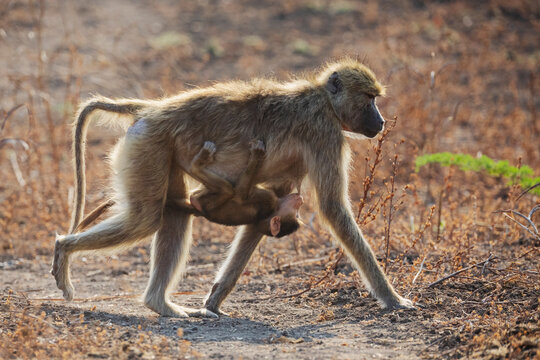Baboon walking with suckling baby in Zambia national park