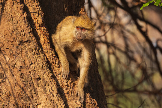 Juvenile Baboon climbing tree in South Luangwa national park Zambia