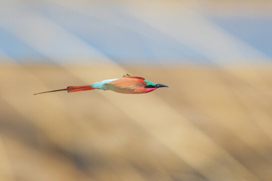 Carmine bee-eater flying through cliff-top grasses in a park