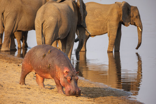 Hippo grazing with elephants drinking in South Luangwa national park