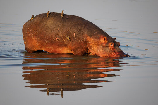 Hippo entering the Luangwa River in a park