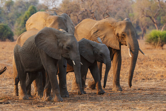 Elephant Breeding Herd in South Luangwa national park Zambia