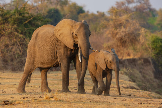 Elephant and young Elephant walking in a park
