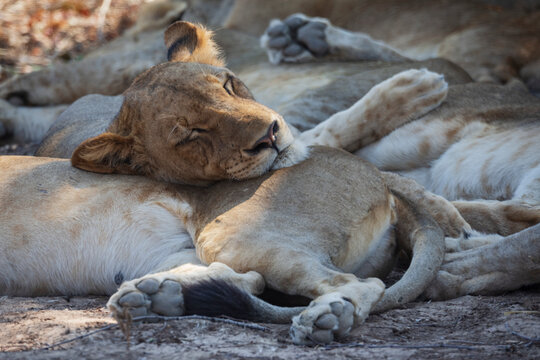 Lions resting together in South Luangwa national park Zambia