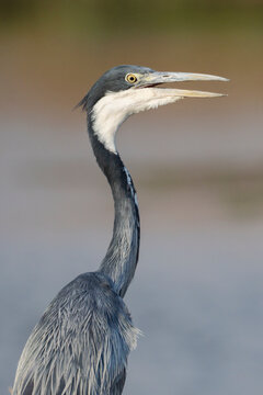 Black-Headed Heron with open beak in Zambia wildlife
