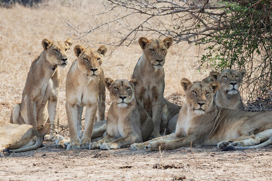 Pride of lions resting under tree shade in South Luangwa Zambia