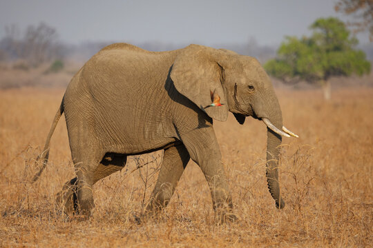 Elephant walking with Carmine Bee-Eater bird in Zambia savanna