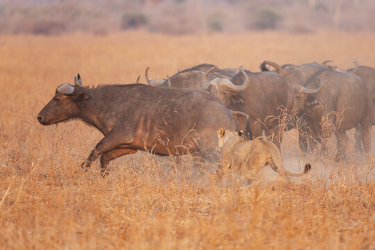 Cape buffalo chased by lioness Pride in a park