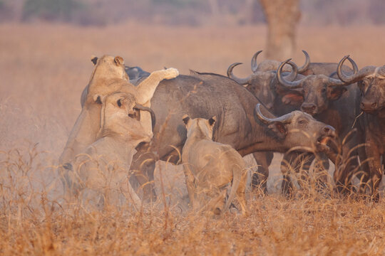 Lions from the Nsefu Pride hunting a Cape Buffalo in a park