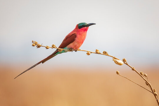 Carmine Bee-Eater perched on branch