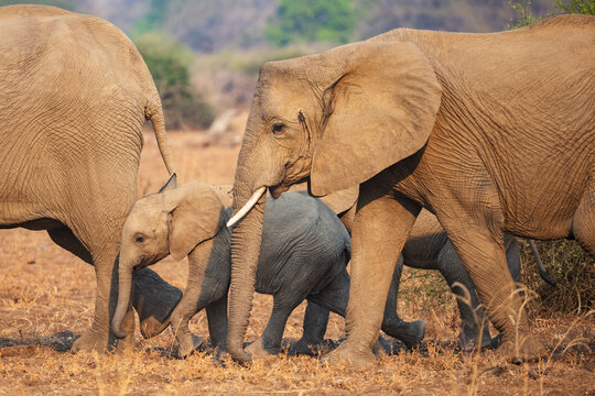 Elephant breeding herd walking in South Luangwa national park Zambia