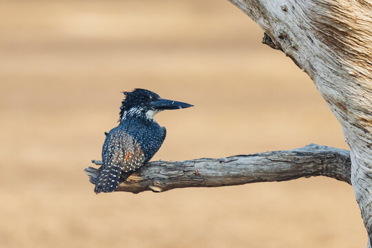 Giant Kingfisher perched on tree branch in a park