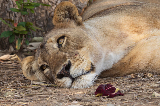 Lioness resting peacefully in South Luangwa national park Zambia