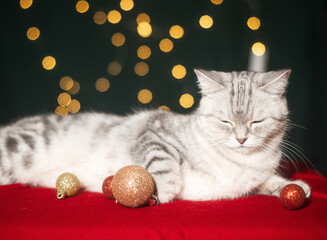 Gray British Shorthair cat sitting on red plaid with string lights in background, striking pet composition. © ketrin