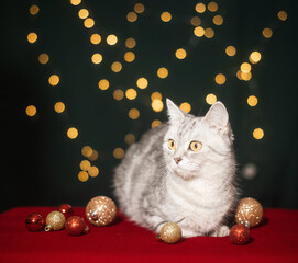 Gray British Shorthair cat sitting on red plaid with string lights in background, striking pet composition. © ketrin