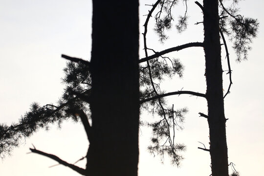 Silhouetted pine trees at sunset