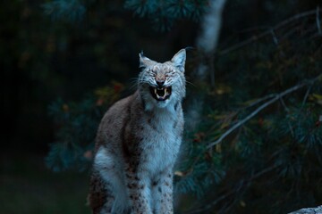 Lynx © Norma